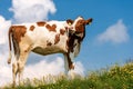 Calf on a Mountain Summer Pasture Royalty Free Stock Photo