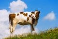Calf on a Mountain Summer Pasture Royalty Free Stock Photo