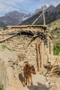 Calf in Nofin village in Fann mountains, Tajikist