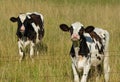 Portrait of a Holstein cows Royalty Free Stock Photo