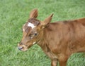 Calf in pasture very curious