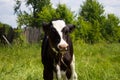 Calf in the pasture