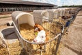 A calf in a pen on a dairy farm. Royalty Free Stock Photo