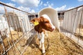 A calf in a pen on a dairy farm. Royalty Free Stock Photo