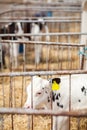 A calf in a pen on a dairy farm. Royalty Free Stock Photo