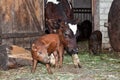 The calf and the pig. Royalty Free Stock Photo