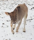 Calf playing in snow