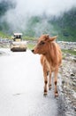 Calf and roller compactor on mountain road Royalty Free Stock Photo