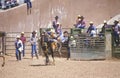 Calf roping, Royalty Free Stock Photo