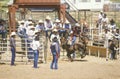 Calf roping Royalty Free Stock Photo