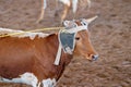 Calf Roping In Australia Royalty Free Stock Photo