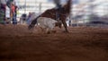 Calf Roping At A Country Rodeo Royalty Free Stock Photo