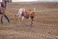 Calf Roping At An Outback Rodeo Royalty Free Stock Photo