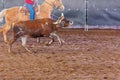 Calf Roping At An Outback Rodeo Royalty Free Stock Photo