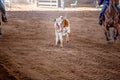 Calf Roping At An Outback Rodeo Royalty Free Stock Photo