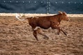 Calf Running Across The Dirt Royalty Free Stock Photo