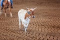A Calf Running Across A Dusty Arena Royalty Free Stock Photo
