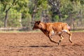 Calf Running Away At Country Rodeo Royalty Free Stock Photo