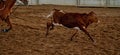 Calf Running From Horse Rider Royalty Free Stock Photo