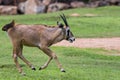 Calf running and jumping