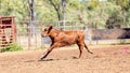 A Running Calf At an Australian Country Rodeo Royalty Free Stock Photo