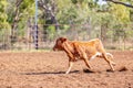 A Running Calf At an Australian Country Rodeo Royalty Free Stock Photo