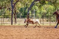 A Running Calf At an Australian Country Rodeo Royalty Free Stock Photo
