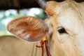 Calf`s eye close-up. eye of a farm animal. A macro of cow`s eyes.