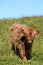Calf of a Scottish cow in Lofoten Royalty Free Stock Photo