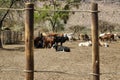 calf sited with the herd in the padlock