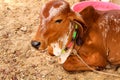 Cow baby  rest ,cow calf  ,little cow,A calf sitting down to rest Royalty Free Stock Photo