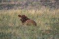 Calf sitting in paddock