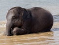 A calf sitting after playing in water