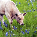 Calf Sniffing Bluebonnets Royalty Free Stock Photo