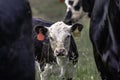 Calf standing between cows