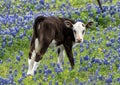 Calf standing in a field of bluebonnets along the Bluebonnet Trail in Ennis, Texas