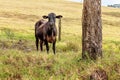 Calf Standing On A Hillside Chewing Grass Royalty Free Stock Photo