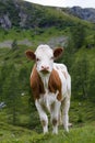 Calf standing on meadow