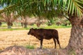 A calf stands to avoid the hot weather.