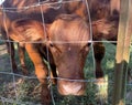 Calf, steer or heifer young cattle closeup Royalty Free Stock Photo