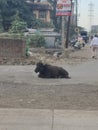 A calf on the street abandoned and expose to dangers in India.