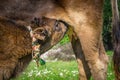 The calf is sucking milk from the cow on the farm. Ornate brown cows. Marmaris, Turkey. Sunlights