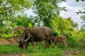 The calf is sucking the mother`s milk in the garden