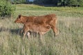 Calf suckle at mothers udder at the meadow Royalty Free Stock Photo