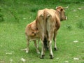 Calf suckling cow Royalty Free Stock Photo