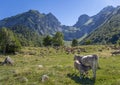 A calf suckling from its mother`s udder, in a cow herd grazing in a meadow with high mountains in the background Royalty Free Stock Photo