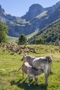 A calf suckling from its mother`s udder, in a cow herd grazing in a meadow with high mountains in the background Royalty Free Stock Photo