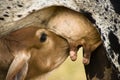 calf suckling milk on cow Royalty Free Stock Photo