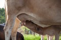 calf suckling milk on cow Royalty Free Stock Photo