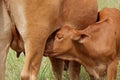 Calf suckling milk from cow Royalty Free Stock Photo